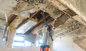 Why You Should Choose Our Mold Remediation Services in Newburg, WI